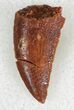 Bargain Serrated Raptor Tooth From Morocco - #22991-1